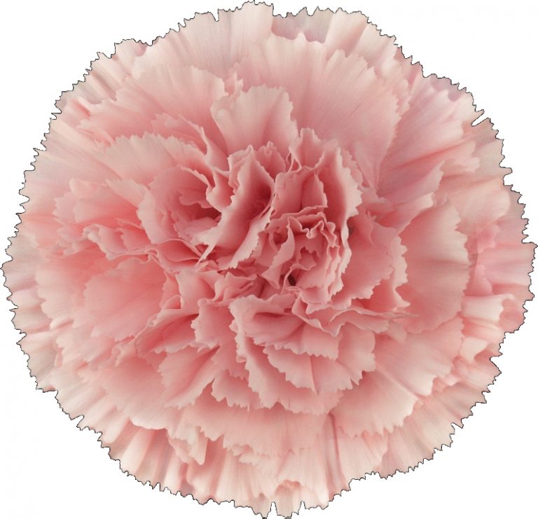 Carnations Charme Flowers